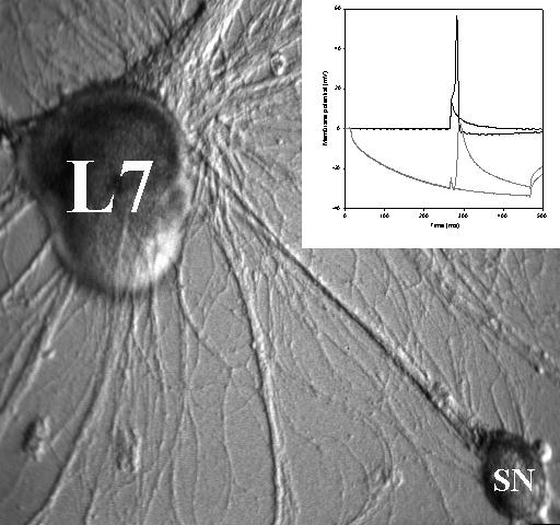 Kon. Micrograph of an Aplysia sensorymotor primary cell culture.jpg