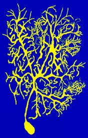 Purkinje neuron